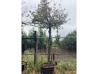 Haagbeuk - dakboom - afbeelding 2 van  2