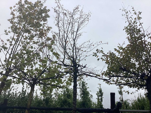 Haagbeuk - dakboom - afbeelding 1 van  2