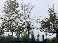 Haagbeuk - dakboom - afbeelding 1 van  2