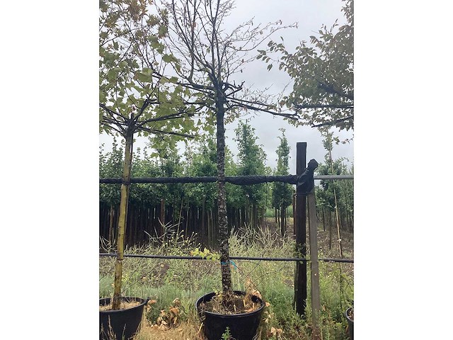 Haagbeuk - dakboom - afbeelding 2 van  2