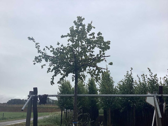 Haagbeuk - dakboom - afbeelding 1 van  2