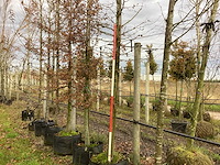 Haagbeuk - laanboom (2x) - afbeelding 1 van  3