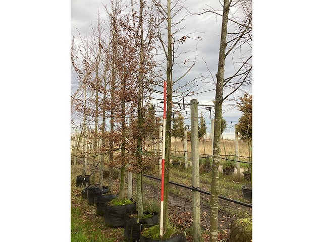 Haagbeuk - laanboom (2x) - afbeelding 2 van  3
