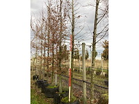 Haagbeuk - laanboom (2x) - afbeelding 2 van  3