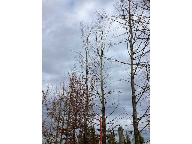 Haagbeuk - laanboom (2x) - afbeelding 3 van  3