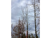 Haagbeuk - laanboom (2x) - afbeelding 3 van  3