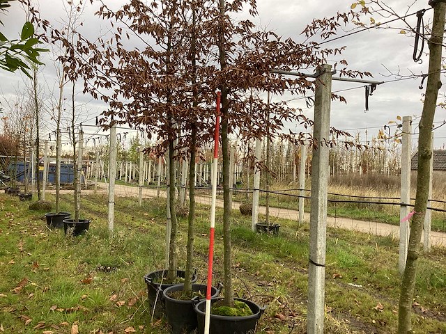 Haagbeuk - laanboom (2x) - afbeelding 1 van  3