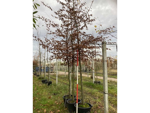 Haagbeuk - laanboom (2x) - afbeelding 2 van  3