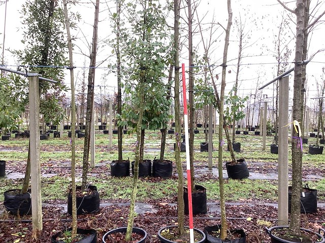 Haagbeuk - laanboom (2x) - afbeelding 1 van  3