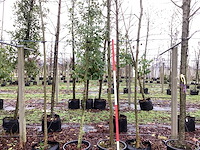 Haagbeuk - laanboom (2x) - afbeelding 1 van  3