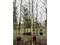 Haagbeuk - laanboom (2x) - afbeelding 2 van  3