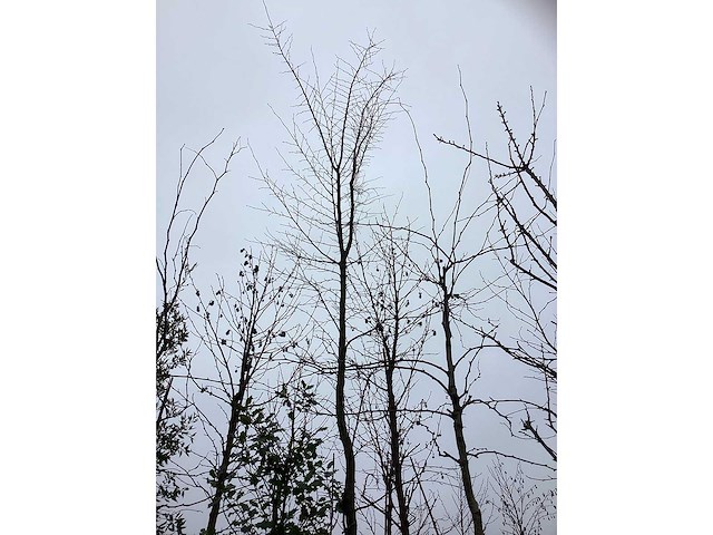 Haagbeuk - laanboom (2x) - afbeelding 3 van  3