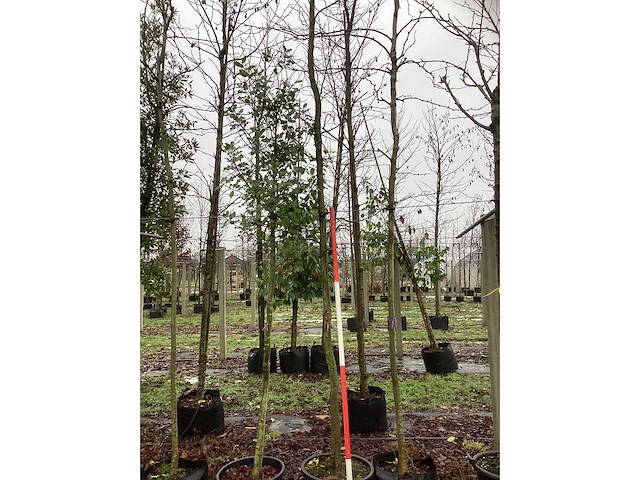 Haagbeuk - laanboom (2x) - afbeelding 2 van  3