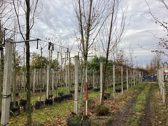 Haagbeuk - laanboom - afbeelding 1 van  3