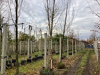 Haagbeuk - laanboom - afbeelding 1 van  3