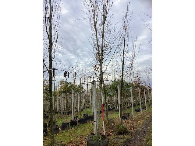 Haagbeuk - laanboom - afbeelding 2 van  3