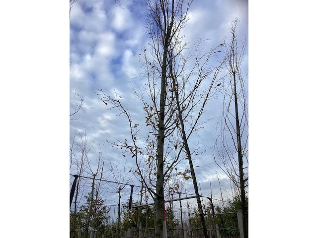 Haagbeuk - laanboom - afbeelding 3 van  3