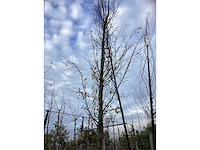 Haagbeuk - laanboom - afbeelding 3 van  3