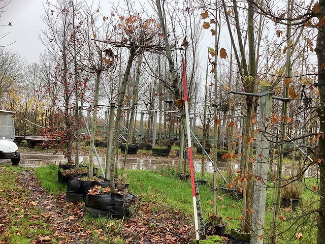 Haagbeuk - laanboom - afbeelding 1 van  3