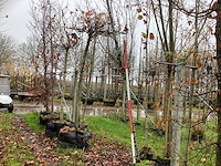Haagbeuk - laanboom - afbeelding 1 van  3