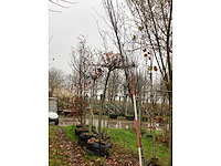 Haagbeuk - laanboom - afbeelding 2 van  3