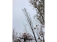 Haagbeuk - laanboom - afbeelding 3 van  3