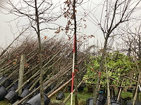 Haagbeuk - laanboom - afbeelding 1 van  3