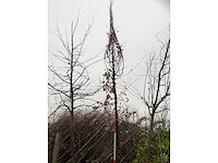 Haagbeuk - laanboom - afbeelding 2 van  3