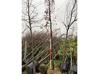 Haagbeuk - laanboom - afbeelding 3 van  3