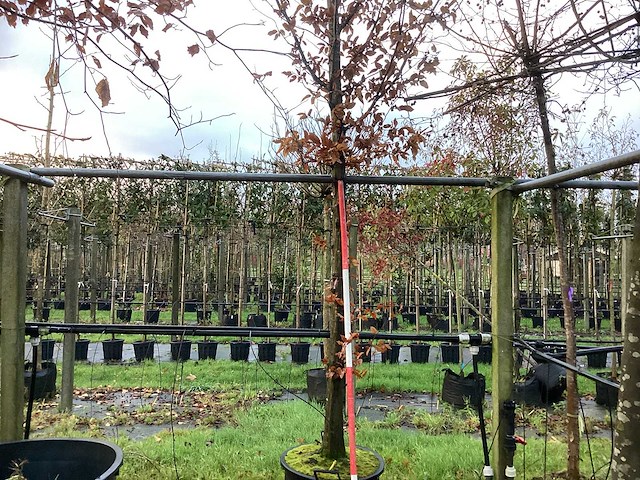 Haagbeuk - laanboom - afbeelding 1 van  3