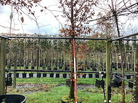 Haagbeuk - laanboom - afbeelding 1 van  3