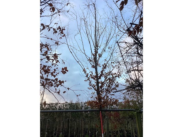 Haagbeuk - laanboom - afbeelding 2 van  3