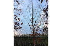 Haagbeuk - laanboom - afbeelding 2 van  3