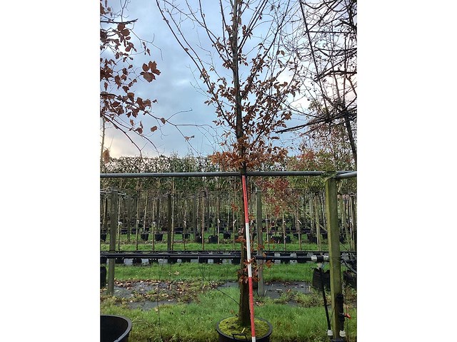 Haagbeuk - laanboom - afbeelding 3 van  3