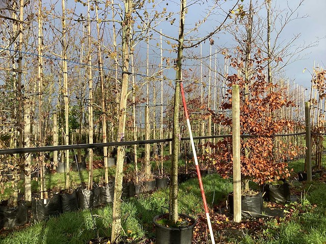 Haagbeuk - laanboom - afbeelding 1 van  3
