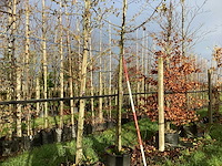 Haagbeuk - laanboom - afbeelding 1 van  3
