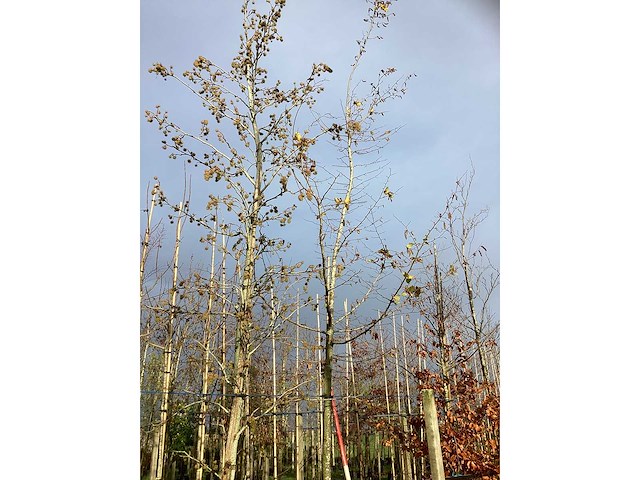 Haagbeuk - laanboom - afbeelding 2 van  3