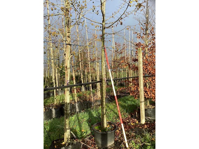 Haagbeuk - laanboom - afbeelding 3 van  3