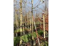 Haagbeuk - laanboom - afbeelding 3 van  3