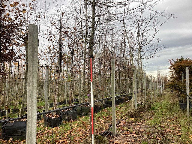 Haagbeuk - laanboom - afbeelding 1 van  3