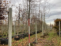 Haagbeuk - laanboom - afbeelding 1 van  3