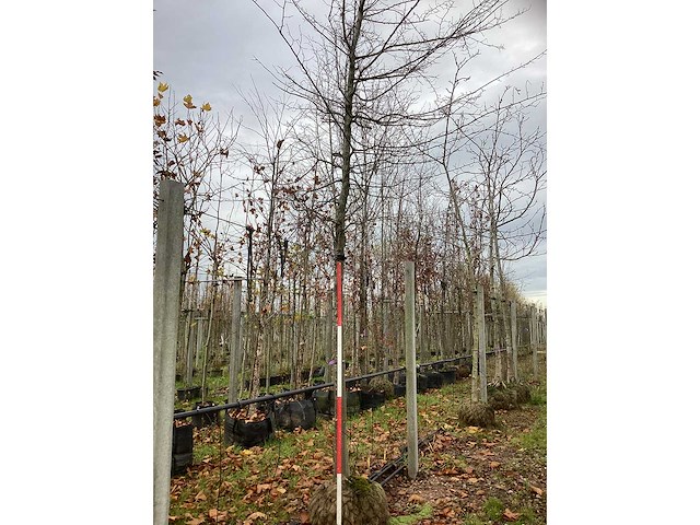 Haagbeuk - laanboom - afbeelding 2 van  3