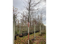 Haagbeuk - laanboom - afbeelding 2 van  3