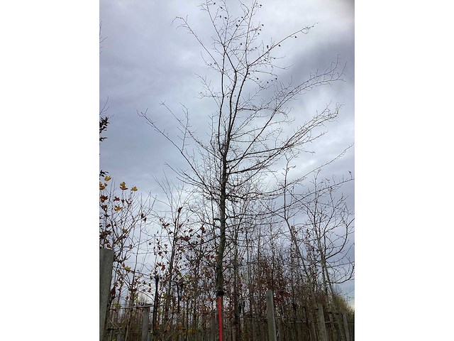 Haagbeuk - laanboom - afbeelding 3 van  3