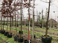 Haagbeuk - laanboom - afbeelding 1 van  3