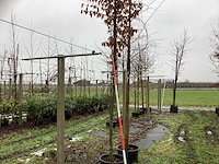 Haagbeuk - laanboom - afbeelding 1 van  3