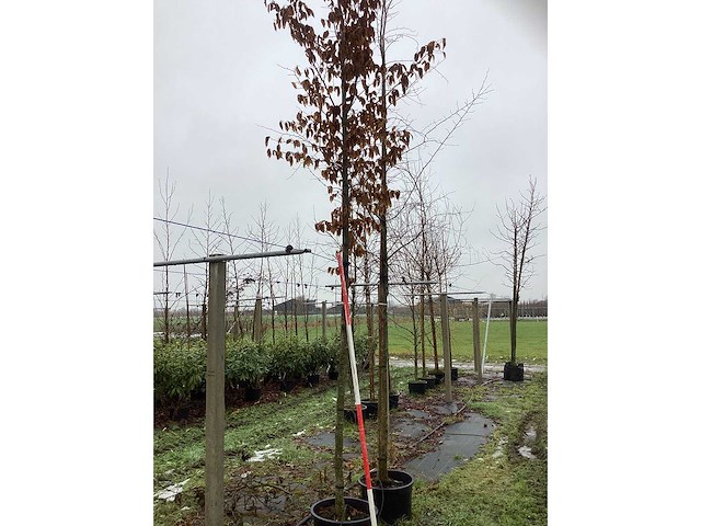 Haagbeuk - laanboom - afbeelding 2 van  3