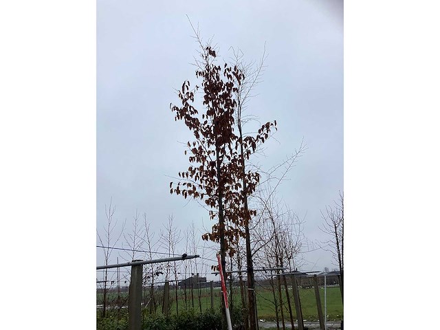 Haagbeuk - laanboom - afbeelding 3 van  3