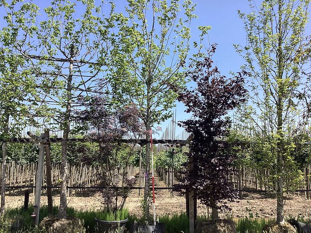 Haagbeuk - laanboom - afbeelding 1 van  2