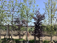 Haagbeuk - laanboom - afbeelding 1 van  2